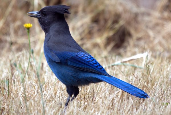 Guide Steller’s Jay Bird | Blue and Black Birds 6 Bird Guide-Steller’s Jay